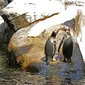 Dua penguin Gentoo bermain di atas batu di dalam kandang mereka di Taman Pairi Daiza di Cambron-Casteau, Belgia, Senin (5/7/2021).  Penguin Gentoo diketahui hidup di semenanjung Antartika dan sejumlah Sub Antartika. (AP Photo/Virginia Mayo)