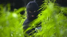 Personel kepolisian memusnahkan ladang ganja di kawasan hutan Montasik, Aceh Besar, Aceh, Rabu (6/3/2019). Polres Aceh Besar memusnahkan 80 ribu batang lebih pohon ganja dilahan seluas tiga hektare di dua lokasi. (CHAIDEER MAHYUDDIN / AFP)