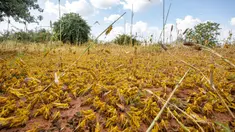 Sekawanan belalang gurun menyerbu Kota Mwingi, Kenya (20/2/2020). Fenomena cuaca ekstrem akibat krisis iklim menjadi normal baru di kawasan Tanduk Afrika saat aktivitas siklon dan hujan lebat menyebabkan peningkatan belalang gurun yang telah memengaruhi kawasan tersebut.  (Xinhua/Zhang Yu)