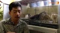 [VIDEO] Sulap Hobi Pelihara Kucing, Warga Solo Jadi Jutawan