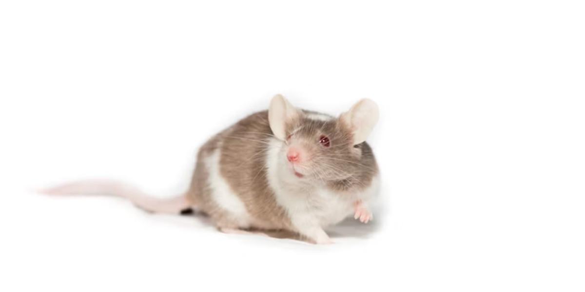 Ilustrasi Tikus