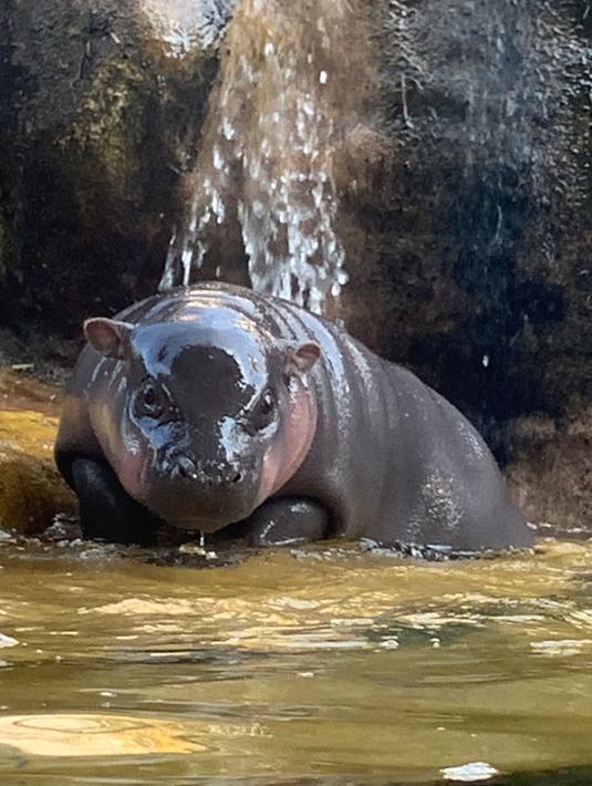 Bayi kuda nil kerdil jantan berusia dua hari mendinginkan diri dengan bermain air di Taipei Zoo, Taiwan, Senin (12/8/2019). (Sam YEH/AFP)