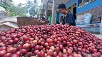 Aturan Deforestasi Jadi Tantangan Ekspor CPO dan Kopi ke Uni Eropa