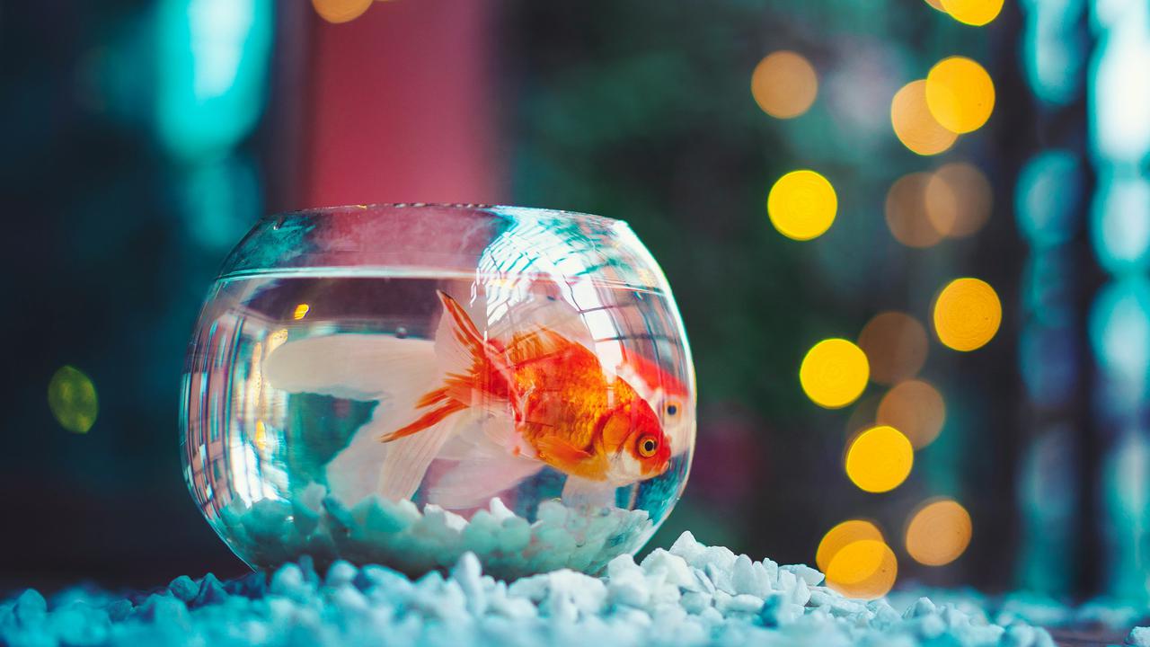8 Tips Merawat Ikan Hias di Akuarium yang Cocok untuk Pemula, Pelajari tentang Spesies yang Dipelihara