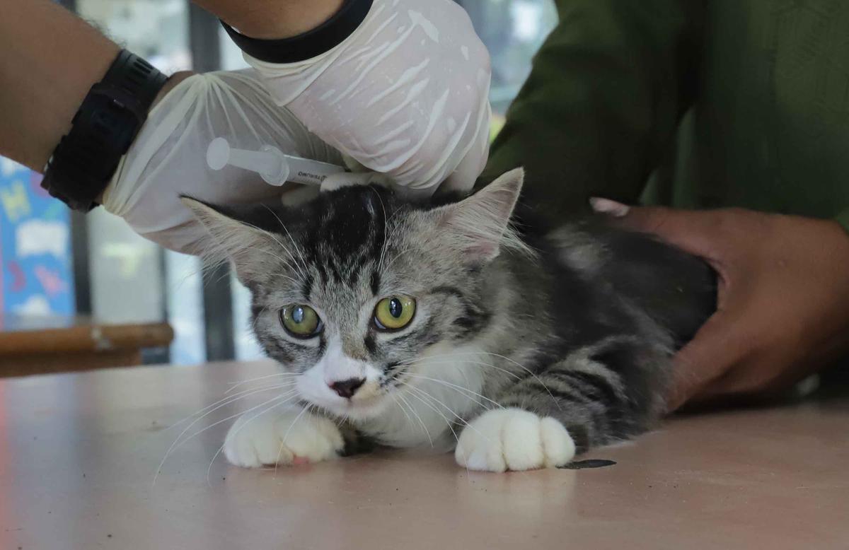 FOTO: Cegah Rabies, Pemkot Jaksel Gelar Vaksinasi Gratis untuk Hewan Peliharaan