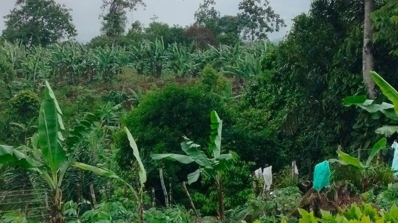 Anak Harimau Sumatera Terjerat Jerat Babi di Agam, BKSDA Lakukan Evakuasi
