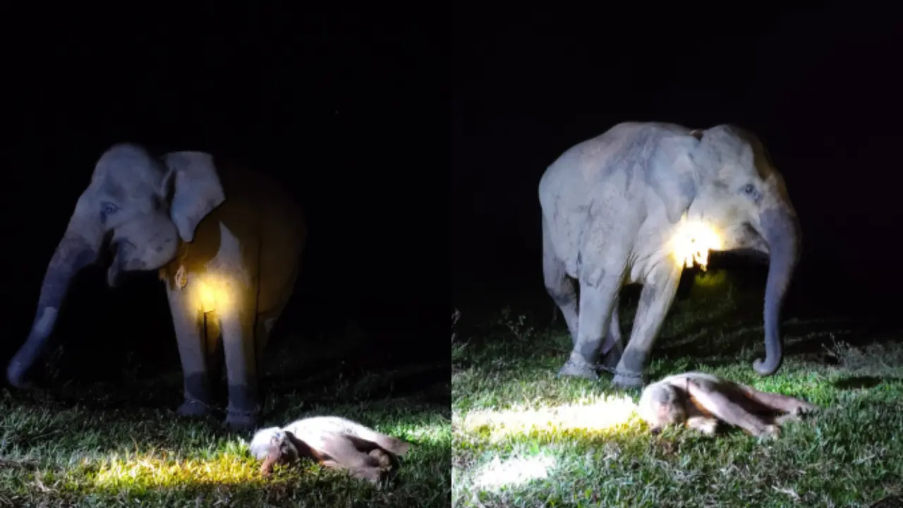 Bayi gajah Sumatera (Elephas maximus sumatranus) lahir di pusat konservasi gajah Taman Nasional Way Kambas (TNWK).