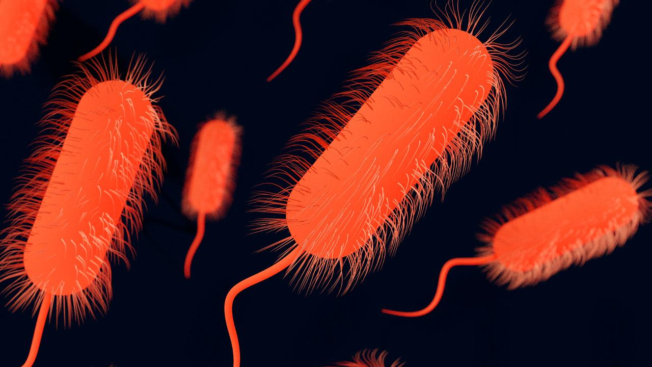 Ilustrasi Bakteri Salmonella
