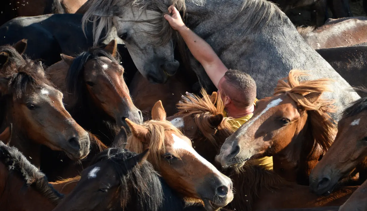 Seorang pria atau biasa disebut Aloitadors mencoba berpegangan pada kuda liar selama festival tradisional "Rapa das Bestas" di Desa Sabucedo, Spanyol, 7 Juli 2018. Festival tradisional ini sudah berlangsung sejak 400 tahun lalu. (AFP/MIGUEL RIOPAv)