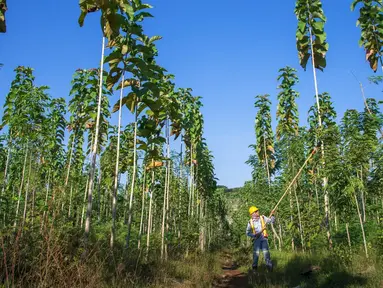 Petani merawat tanaman di lahan reklamasi kawasan PT Semen Indonesia (Persero) Tbk (SIG) Pabrik Tuban, Jawa Timur, Rabu (29/09/2021). SIG Pabrik Tuban meraih Penghargaan Subroto 2021 ”Bidang Inovasi Aspek Teknik dan Lingkungan untuk Kaidah Penambangan yang Baik” (Liputan6.com/HO/SIG)