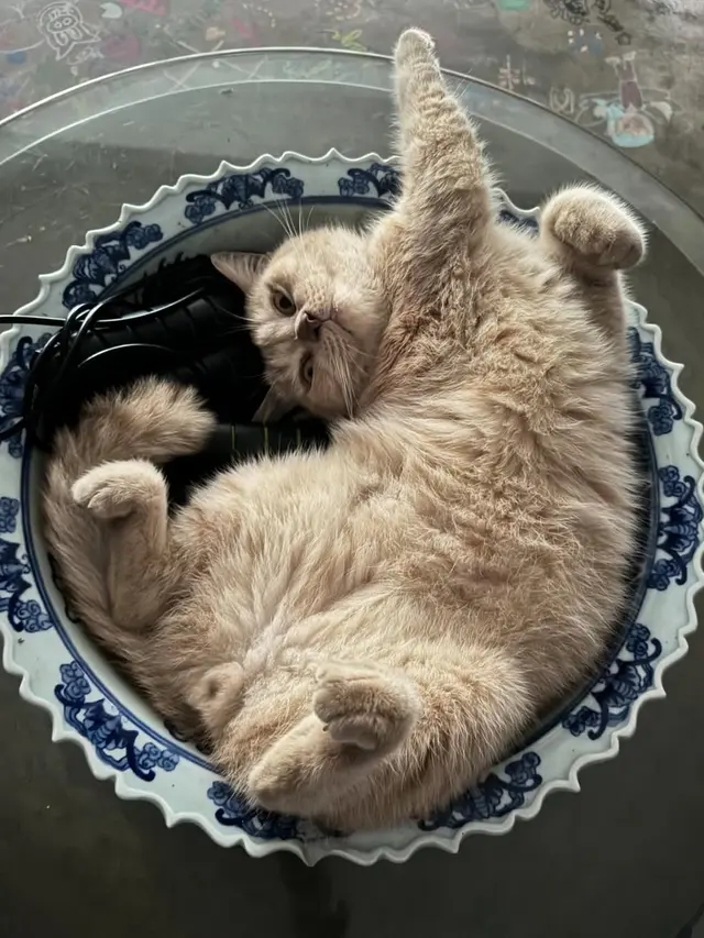 Foto-foto Kucing Nirina Zubir/Instagram @nirinazubir_
