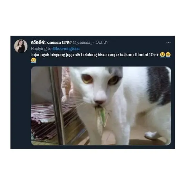 7 Potret Kucing Pulang Ke Rumah Majikan Bawa Oleh-Oleh Ini Bikin Kaget