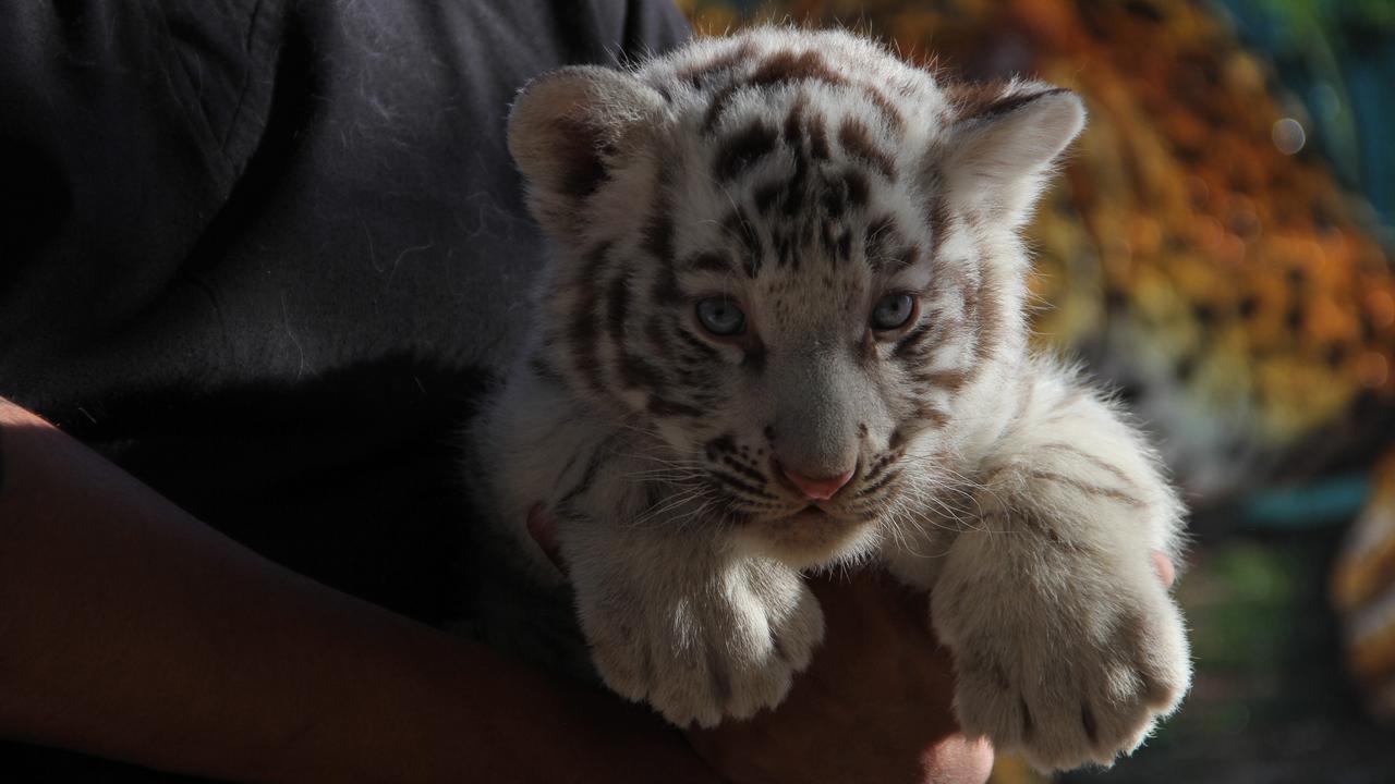 Bayi Harimau Benggala