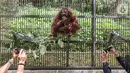 Induk orangutan, Eva memeluk bayi bernama Fitri di Taman Safari Indonesia Cisarua, Bogor, Jawa Barat, Rabu (27/5/2020). Fitri, bayi Orangutan Kalimantan berjenis bertina pemberian nama dari Menteri LHK Siti Nurbaya lahir pada hari Senin (25/5) pukul 05.00 WIB (Liputan6.com/Fery Pradolo)