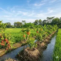Pohon buah berbuah cepat yang cocok dijadikan tanaman sela di sawah (Sumber: gemini.com)