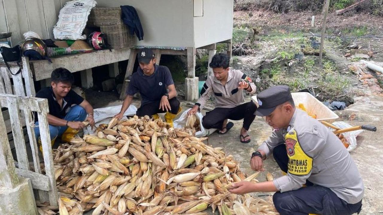 Tahukah Anda, Polres Lingga Latih Petani Jagung Adaptif Iklim untuk Ketahanan Pangan Lokal, Panen Raya Capai Ton!