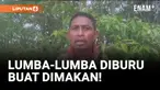 Miris! Warga Muna Berburu Lumba-lumba Untuk Dikonsumsi