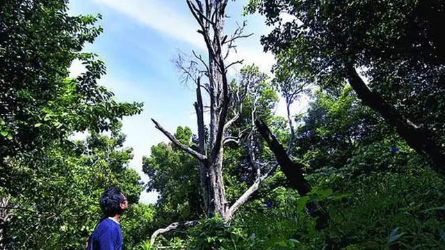 Mengenal Desa Marikurubu Ternate, Asal Cengkeh Tertua di Dunia