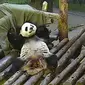 Panda ini awalnya bingung saat petugas kebun binatang memberinya selimut.