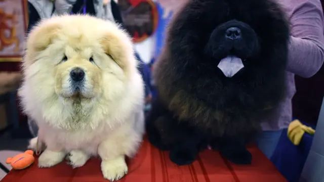 Anjing-Anjing Lucu Tampil di Westminster Dog Show 2018