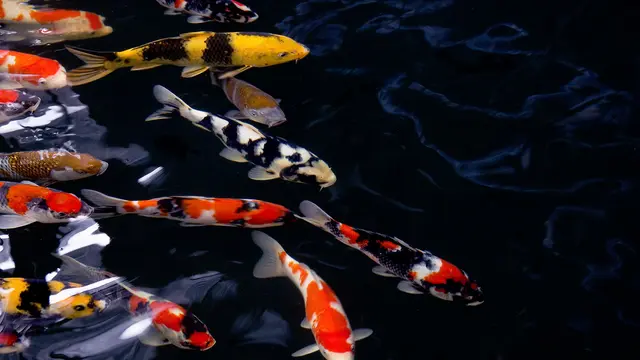 10 Jenis Ikan Koi Beserta Harga dan Cara Merawatnya yang Perlu Diketahui