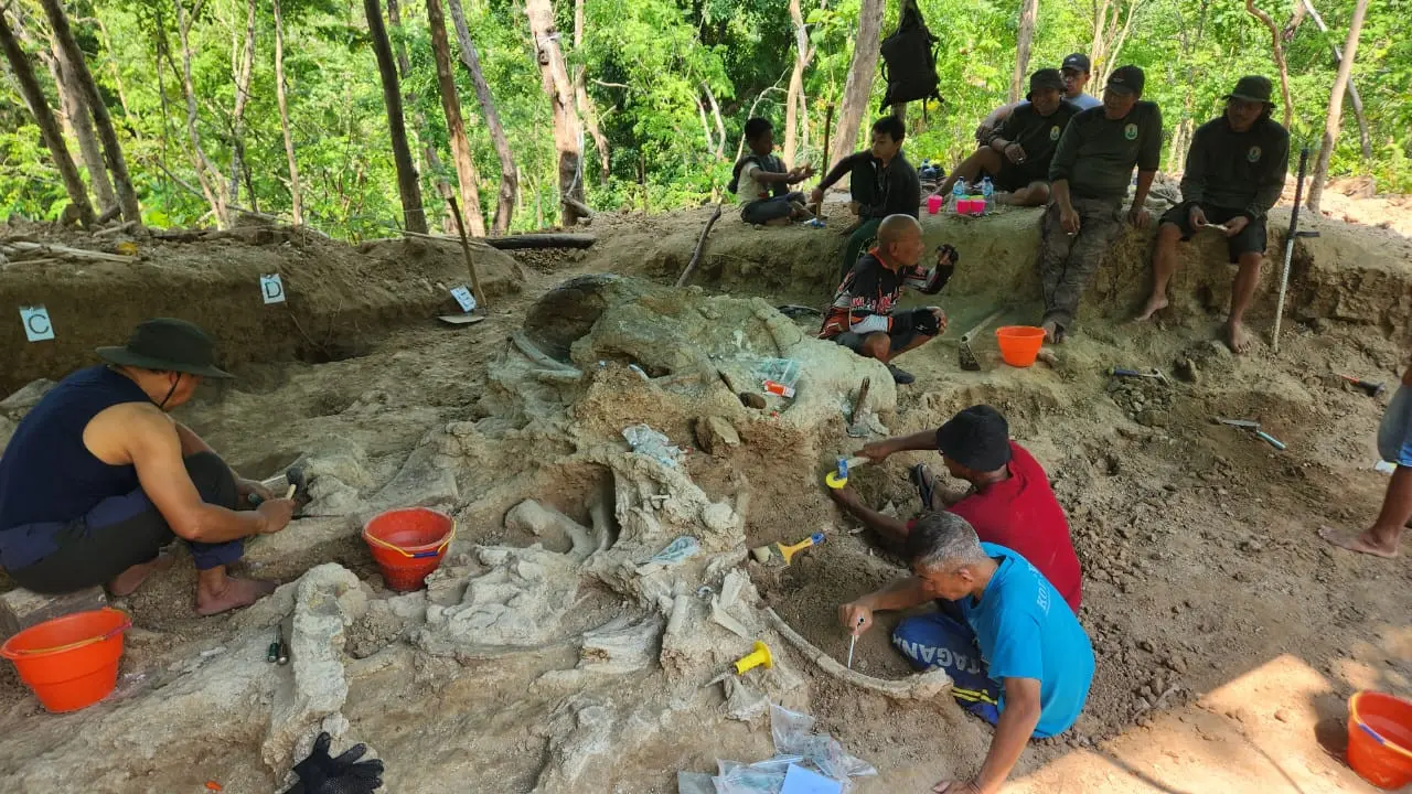 Tim Ekskavasi Museum Geologi Bandung menemukan fosil gajah purba jenis Stegodon trigonocephalus diperkirakan berumur sekitar 800 ribu tahun yang lalu di kawasan Hutan Tritik, Kecamatan Rejoso, Kabupaten Nganjuk, Jawa Timur