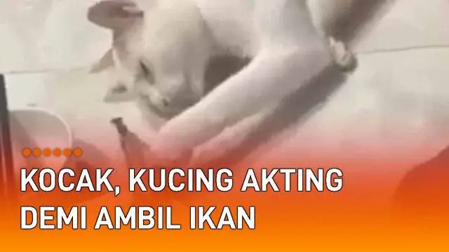 Sandiwara demi mencuri ternyata tidak hanya dilakukan manusia. Kucing putih ini pun membuktikannya. Terekam majikan, ia tampak lemas dan rebahan di lantai.