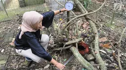 Staf kebun raya memperhatikan pengukur suhu di sekitar tumbuhan langka Bunga Padma (Raflesia padma Blume yang mekar di Kebun Raya Bogor (8/9). Bunga padma ini mekar 3 tahun lalu dan merupakan tanaman unggulan di Kebun Raya Bogor. (Merdeka.com/Arie Basuki)