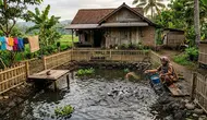 8 Jenis Ikan Air Tawar yang Mudah Dipasarkan di Lingkungan Desa, Peluang Usaha Menguntungkan