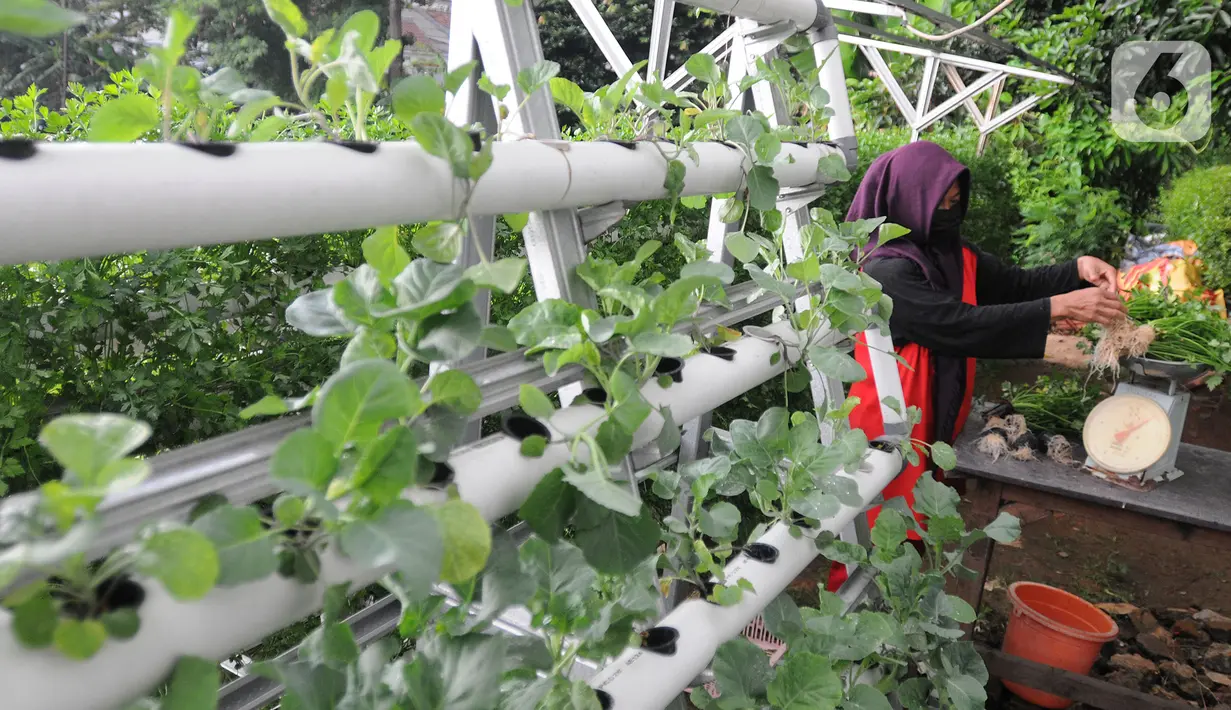 Warga kelompok tani Komplek AL Gandaria memanen sayuran di kebun Hidroponik di Radio Dalem, Jakarta, Senin (14/2/2022). Kebun yang dikelola mandiri warga ditanami sayuran kangkung, bayam brazil, seledri dan sawi ijo dengan rata-rata pendapatan sekitar Rp5 juta per bulan. (merdeka.com/Arie Basuki)