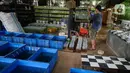 Pekerja menyortir anakan ikan cupang hias yang siap dibesarkan di pusat budidaya cupang Boston Betta Serpong, Tangerang Selatan, Selasa (8/12/2020). Dalam sebulan Boston Betta mampu menjual Ikan cupang hias sebanyak 10 ribu ekor dengan harga Rp20 ribu - Rp1,5 juta per ekor. (merdeka.com/Dwi Narwoko)