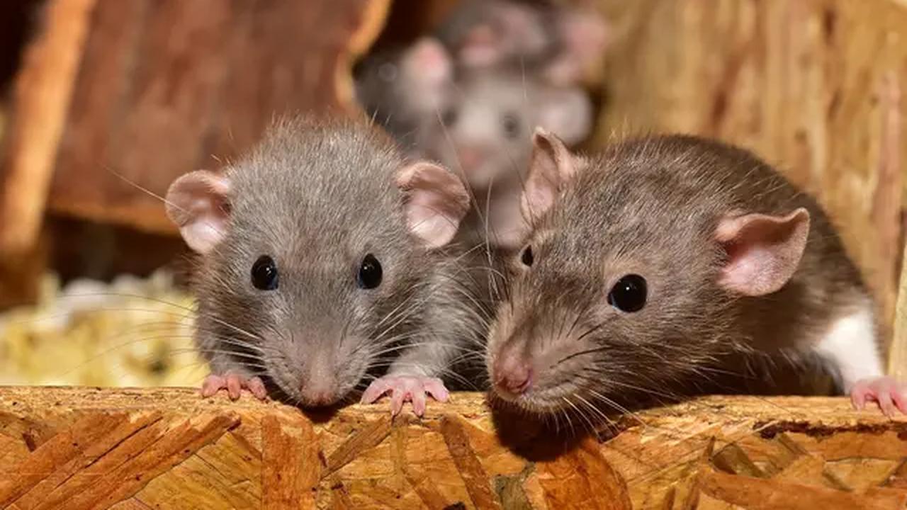 Ilustrasi Tikus (Sipa/Pixabay).