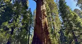 Para peneliti memanjat General Sherman, pohon sequoia raksasa, di Taman Nasional Sequoia, California, Amerika Serikat, pada 21 Mei 2024. (AP Photo/Terry Chea)