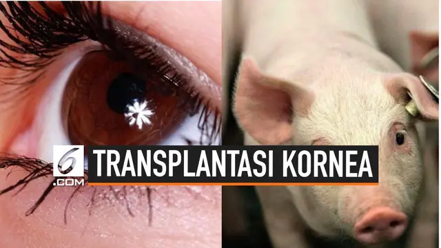 Seorang wanita China bernama Huang Yuanzhen menjadi orang pertama yang menerima transplatasi kornea dari babi. KIni pemglihatannya mulai membaik.