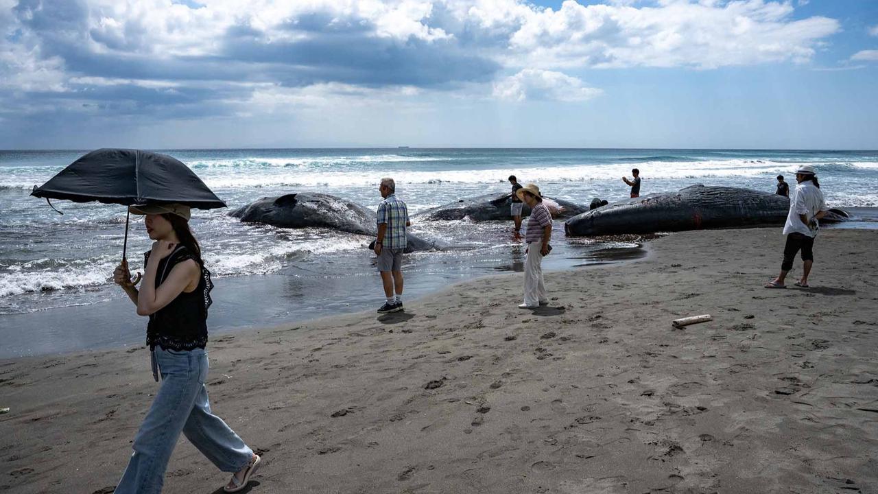 FOTO: Terdampar Sebelum Tsunami,  Misteri Paus Sperma di Pantai Jepang
