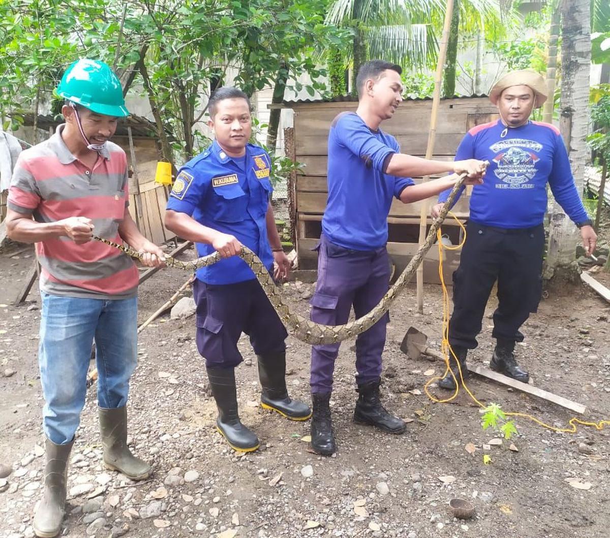"Ular tersebut panjangnya lebih kurang 2 meter," ujar Ridwan Jamil.<br>