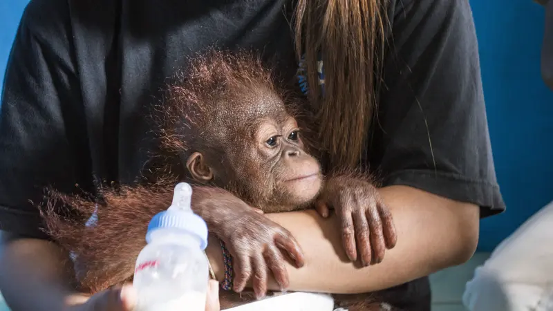 Vena, Bayi Orangutan yang Dievakuasi dari Warga