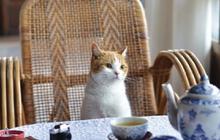 Berhenti Beri Kucing 10 Bahan Makanan Ini, Bikin Keracunan dan Berakibat Fatal