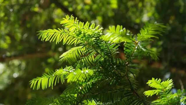 Taxus x media ‘Hicksii’, Cemara Rimbun untuk Pagar Taman yang Elegan