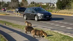 Kawanan kapibara yang memakan rumput di sebelah jalan di komunitas yang terjaga keamanannya di Tigre, Buenos Aires pada 27 Agustus 2021. Kawanan hewan pengerat terbesar di dunia ini berkeliaran di jalan-jalan dan mengganggu lalu lintas, atau berkeliaran di tempat sampah orang (MAGALI CERVANTES/AFP)