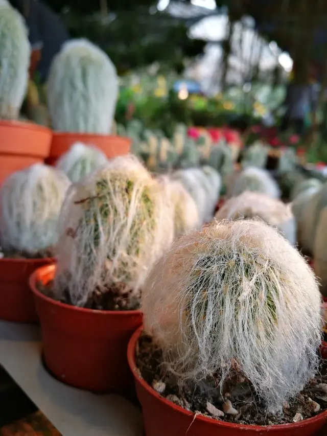 ilustrasi jenis kaktus mini untuk menghias kamar/Kitisuda Parnkul/shutterstock