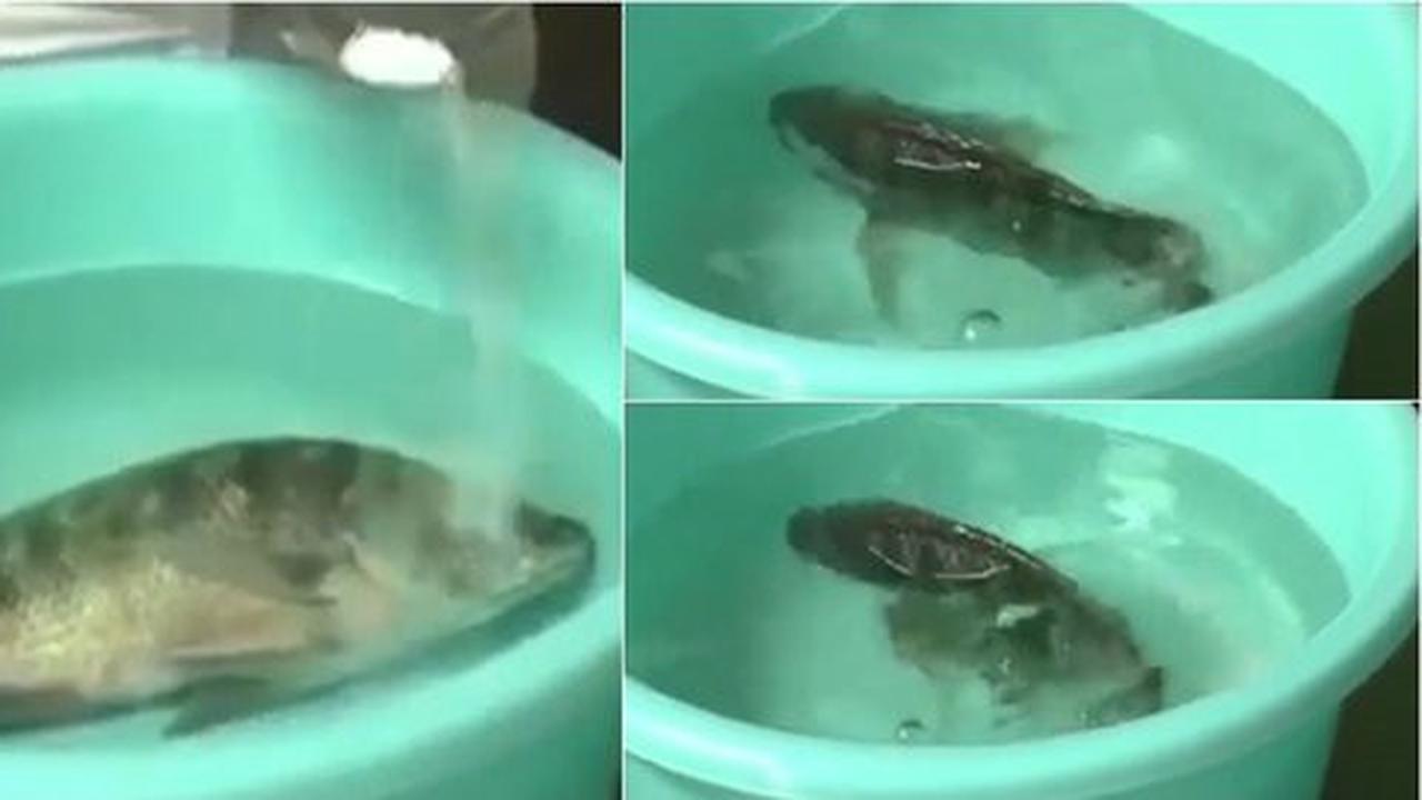 [Video] Ikan sekarat ditaburi bubuk misterius bisa beringas lagi
