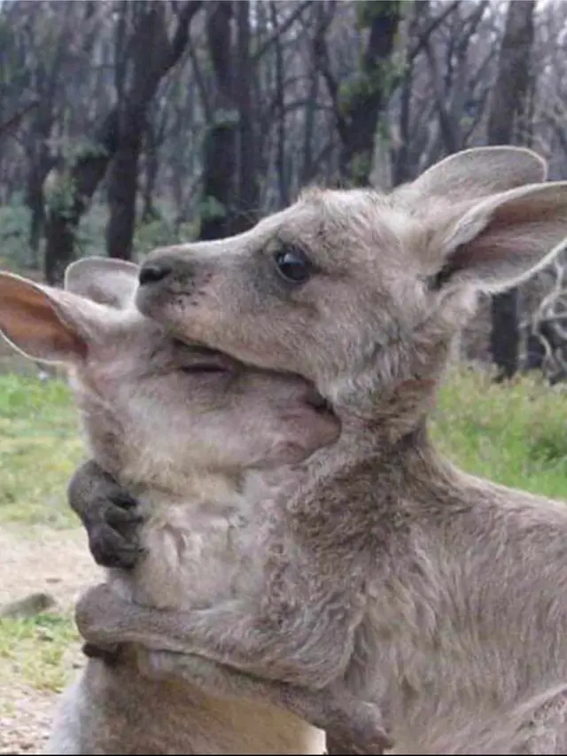 Menyayat Hati, 5 Potret Pilu Satwa Liar Korban Kebakaran Hutan Australia