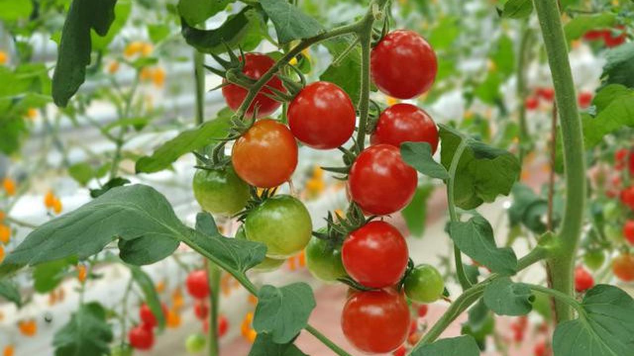 7 Tanaman Dapur Cepat Panen untuk Kebun Mini, Hemat Belanja Harian