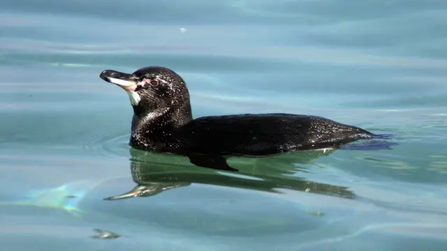 Penguin Galapagos