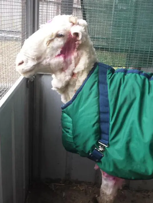 Seekor domba liar yang tersesat di Canberra, Australia diberi antiseptik usai dicukur bulunya, Rabu (3/9/2015). Menurut RSPCA, lembaga perlindungan hewan di Australia, bulu yang dicukur dari domba tersebut beratnya adalah 40,45 kg. (REUTERS/RSPCA)