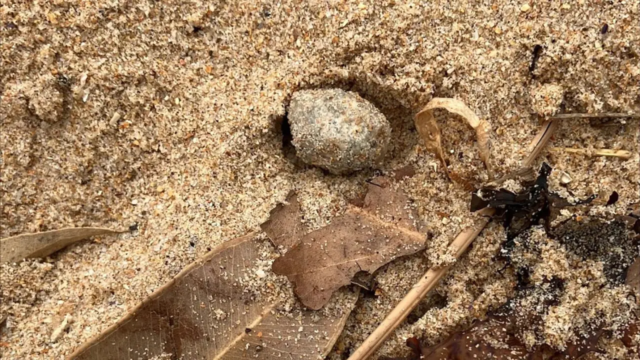 Bola misterius di pantai Australia. (Northern Beaches Council)
