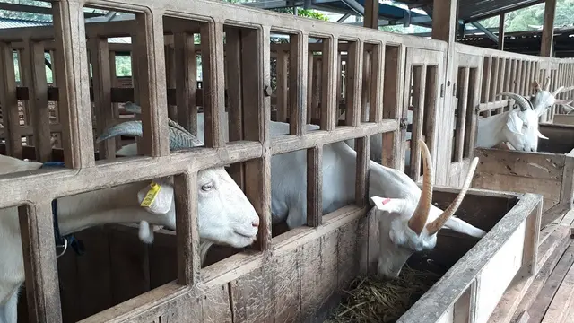 Peternakan kambing Saanen di Karangpucung, Cilacap, Jawa Tengah. (Foto: Liputan6.com/Muhamad Ridlo)