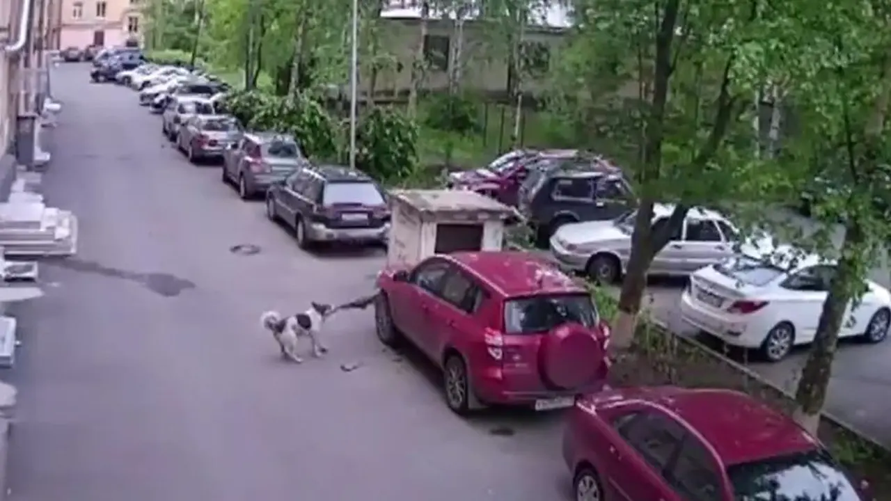 Toyota RAV4 Jadi Bulan-bulanan Anjing