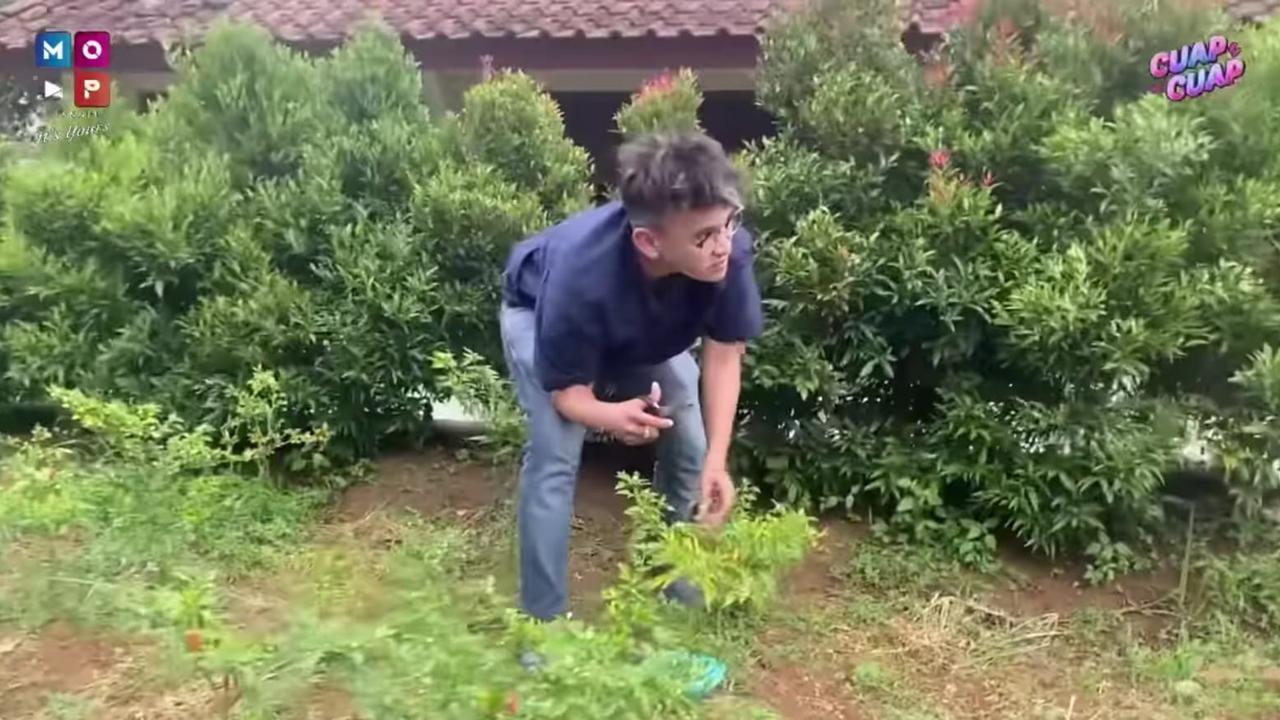Panen Cabai yang Segar, Ruben Onsu Kini Jajal Berkebun